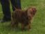 Cavalier king charles spaniel Topper - På udstiling