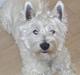 West highland white terrier Lucky
