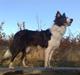 Border collie Hailie