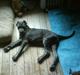 Mastino napoletano Lillefod / Lifo