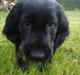 Flat coated retriever Herbert