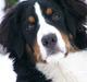 Berner sennenhund Freja R.I.P smukke