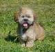 Lhasa apso Lion