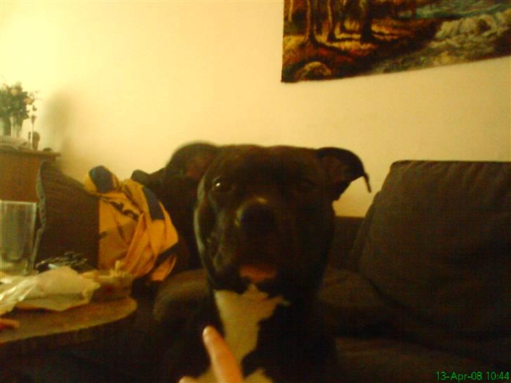 Amerikansk staffordshire terrier Ozzy billede 5