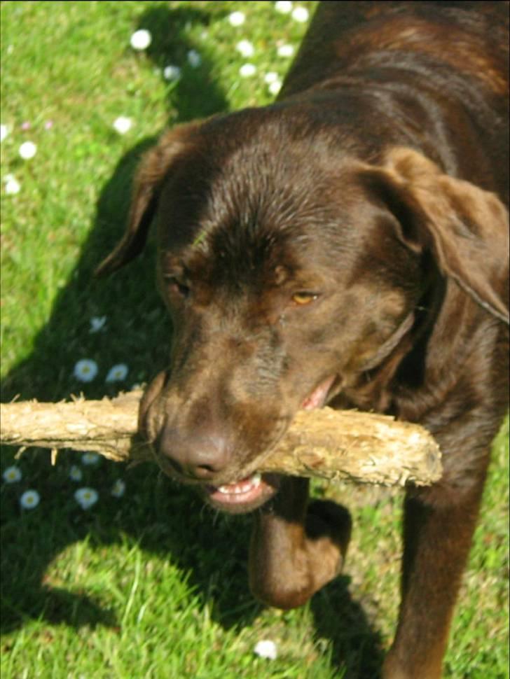 Blanding af racer BRUNO<3 - her kommer jeg billede 10