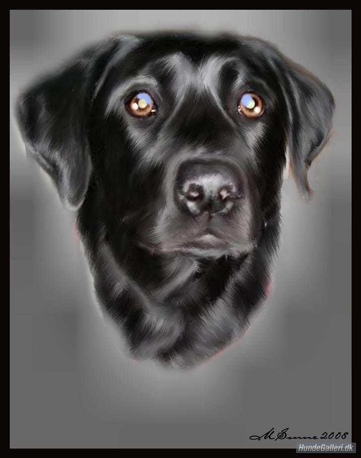 Labrador retriever Formel 1 *Fie <3* - mange tak til * Det Lille Blå Lyn & Den Sorte Banditræv´s moar * for dette flotte billede :D  billede 16