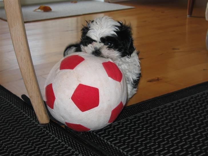Shih tzu Fiona - Stor bold til lille hund :-) billede 8