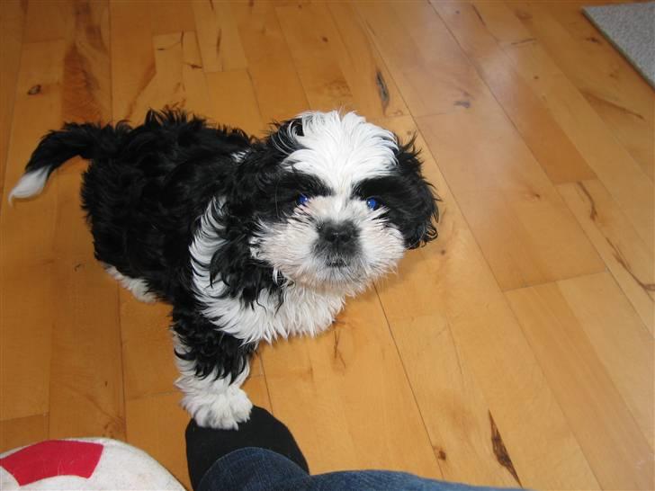 Shih tzu Fiona billede 9