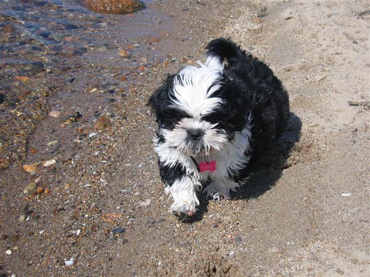 Shih tzu Fiona - Første gang ved Ringkøbing fjord. billede 10