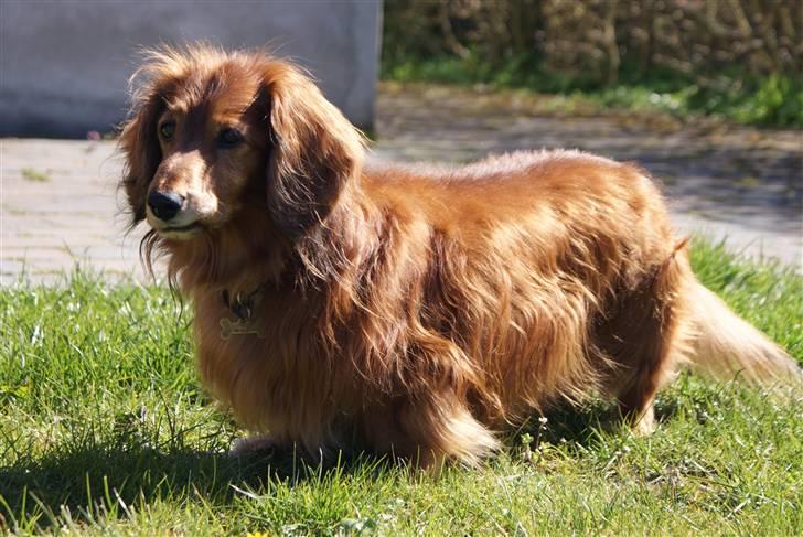 Gravhund Knud billede 12