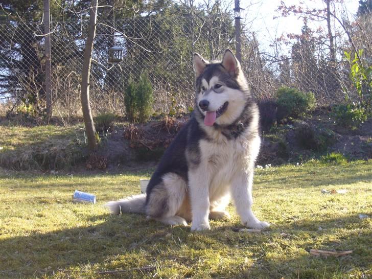 Alaskan malamute Cani - 5 måneder billede 11