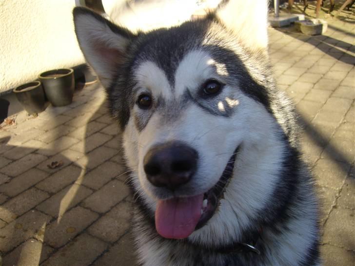 Alaskan malamute Cani - 5 måneder billede 12