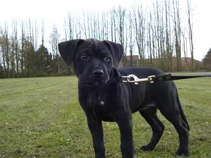 Amerikansk staffordshire terrier Trine. - Gi en komentar:-) Og en stemme:-) billede 1