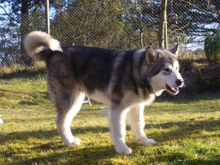 Alaskan malamute Cani - 5 måneder, en lille tur i haven billede 13
