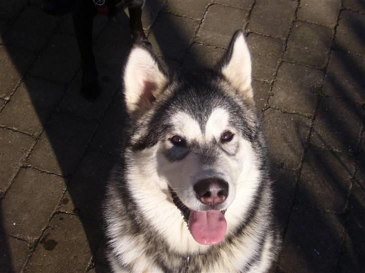 Alaskan malamute Cani - 5 måneder billede 14