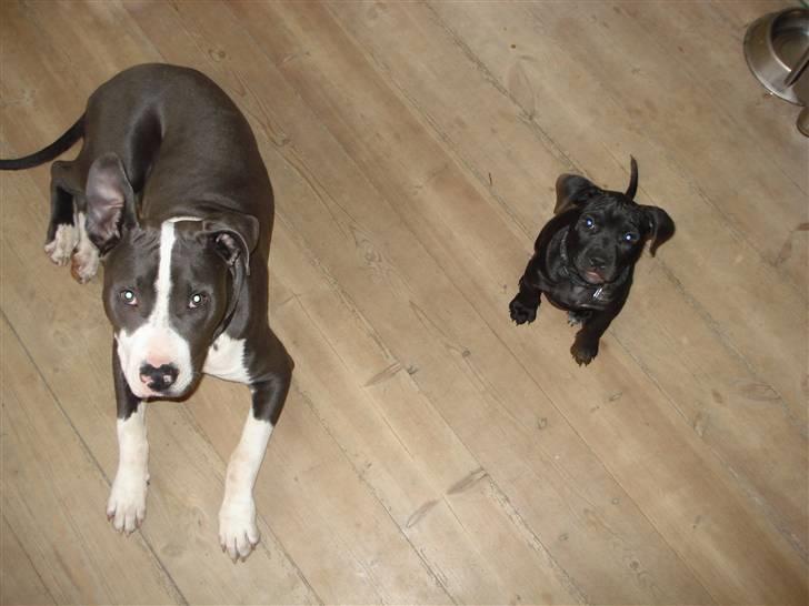Amerikansk staffordshire terrier Trine. billede 2