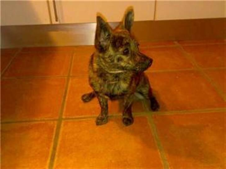 Blanding af racer Minnie billede 2