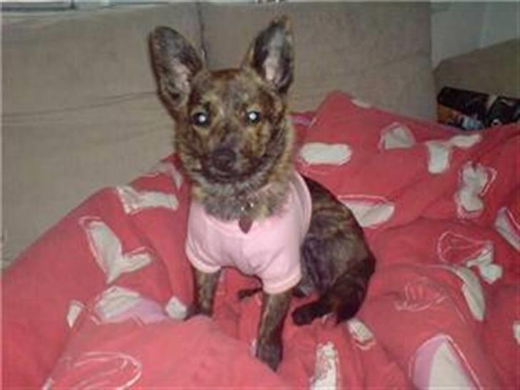 Blanding af racer Minnie billede 3