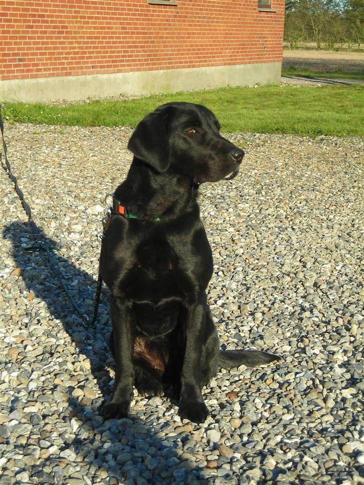 Labrador retriever Mille min mannds hund billede 7