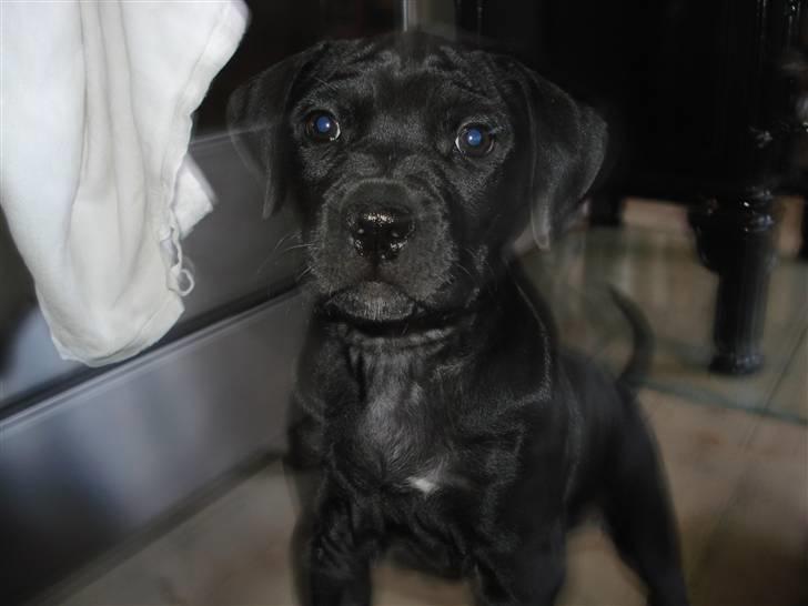 Amerikansk staffordshire terrier Trine. billede 3