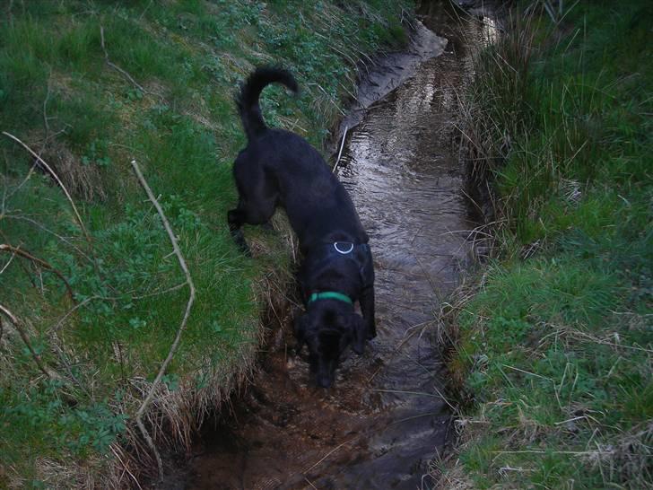 Labrador retriever Mille min mannds hund billede 8