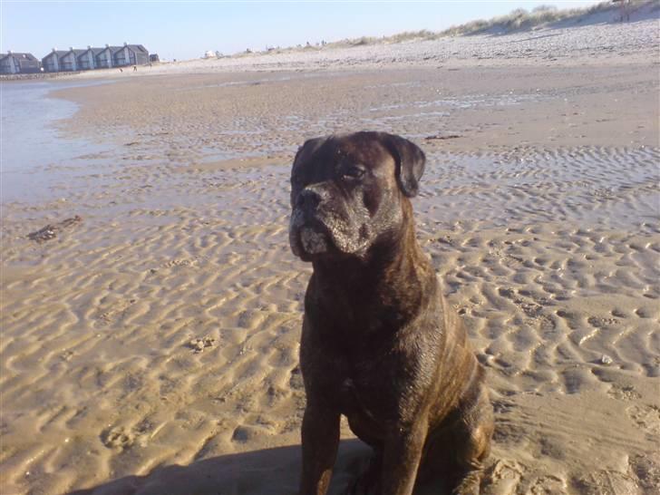 Bullmastiff Samson billede 9