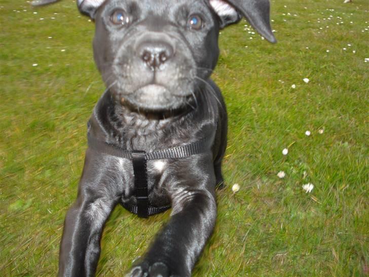 Amerikansk staffordshire terrier Trine. billede 4