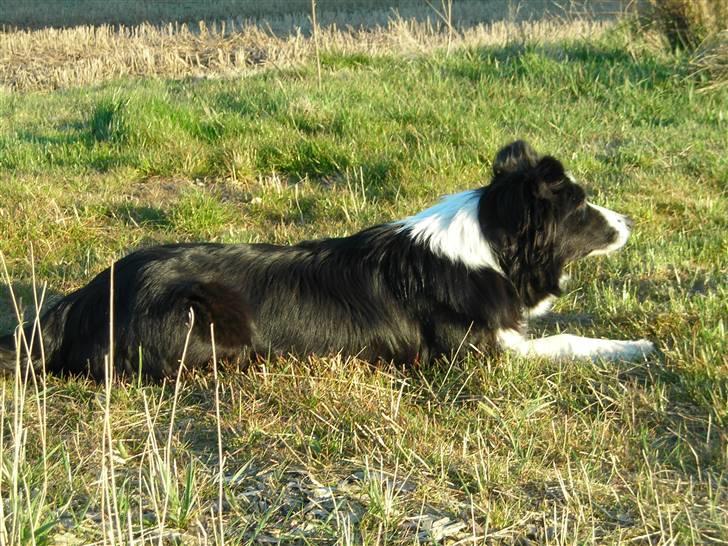 Border collie safir RIP billede 6