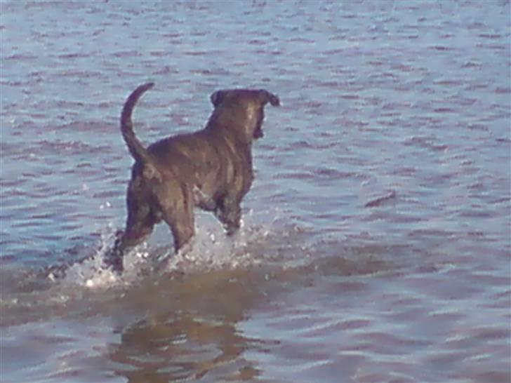 Bullmastiff Samson billede 10