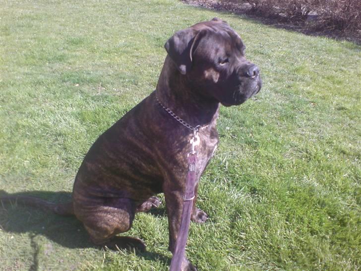 Bullmastiff Samson billede 11