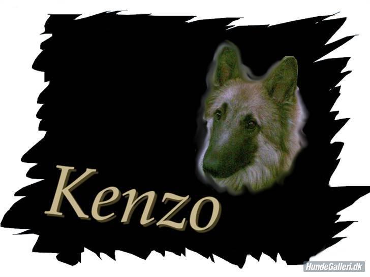 Belgisk hyrdehund Kenzo 2/1 2008 R.I.P  - elsker ham bare så meget og SAVNER HAM MEGA MEGET <3  billede 19