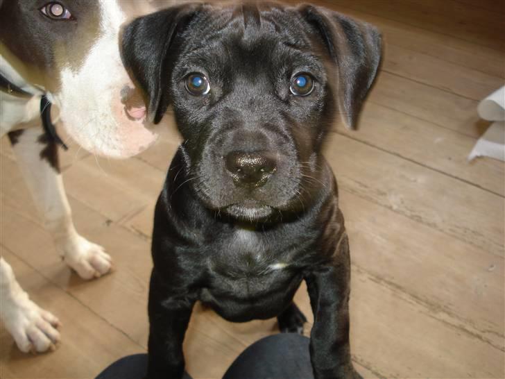 Amerikansk staffordshire terrier Trine. billede 5