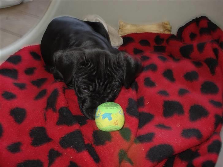 Amerikansk staffordshire terrier Trine. billede 6