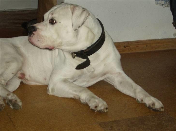 Amerikansk bulldog Corrado - hov. nu kommer far hjem.... billede 2