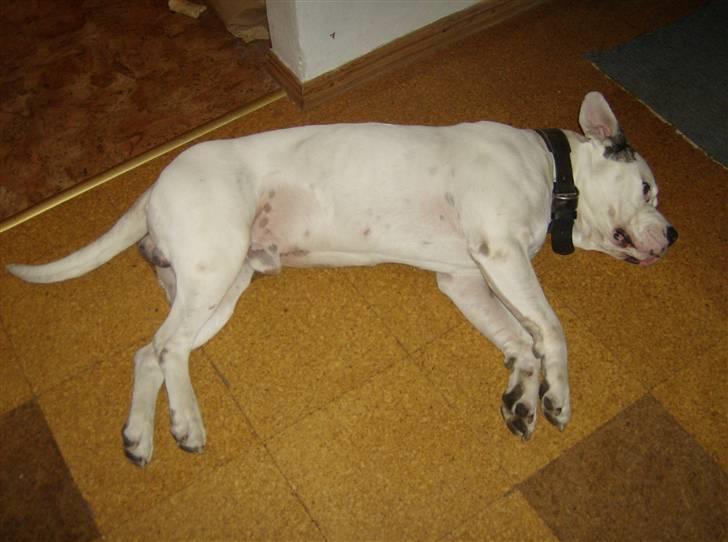 Amerikansk bulldog Corrado - nu lægger jeg mig altså til at sove. billede 5