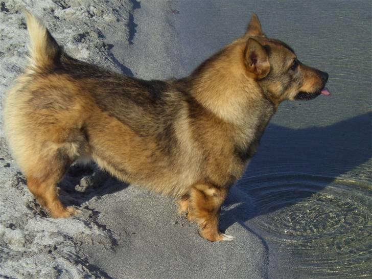 Västgötaspids Ølenskjolds Figo - figo spejder ud over havet billede 8