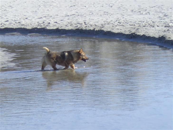 Västgötaspids Ølenskjolds Figo - se hvor modig jeg er  billede 9