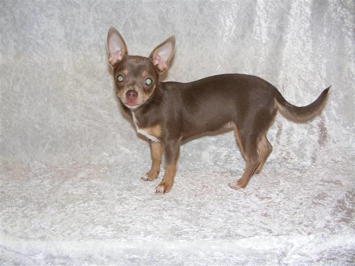 Chihuahua Shelby *03.10.* - er jeg ik smuk billede 5