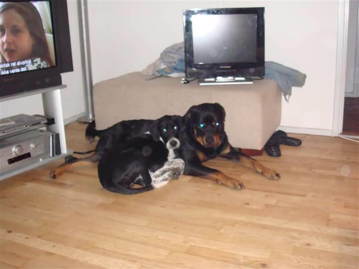 Rottweiler Jacko  *solgt* - jacko og tanja der passer på hinanden  billede 6