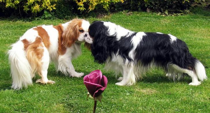 Cavalier king charles spaniel Blue Magic Nikky Lee RIP 30-6 2017 - Forældrene, til Nikkys lille søster, hvor er de søde:O) billede 16