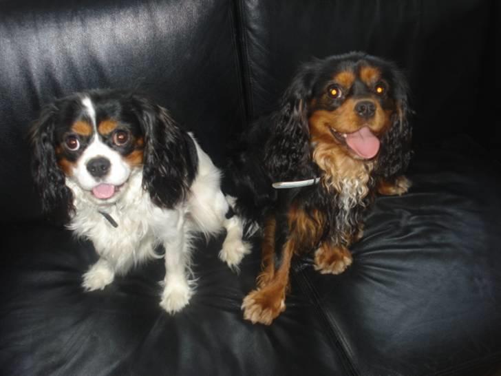 Cavalier king charles spaniel charlie - min aller bedste ven billede 4