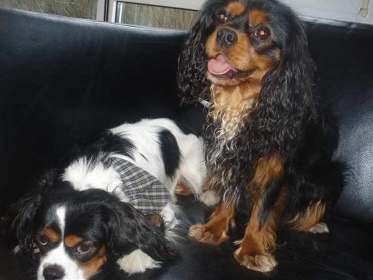 Cavalier king charles spaniel charlie - vi var i sommerhus i løkken, og jeg blev godt nok træt.. billede 5