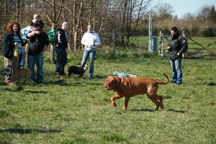 Dogue de bordeaux Ikaros R.I.P. billede 10