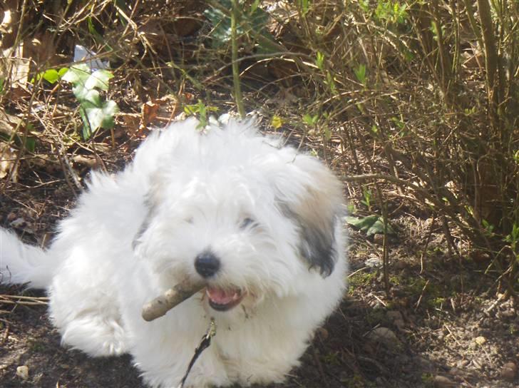 Coton de tulear chili (L) billede 1