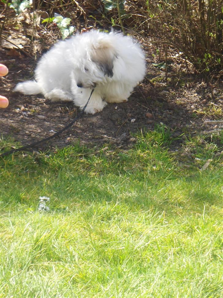 Coton de tulear chili (L) billede 2