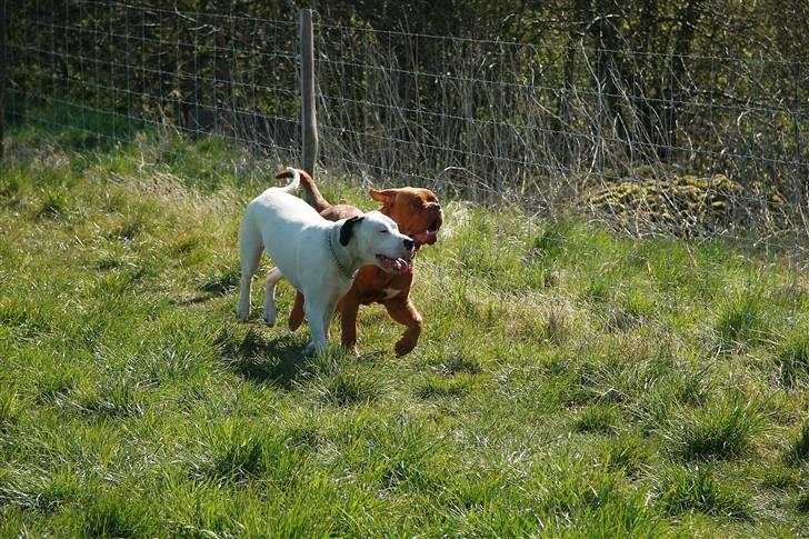 Dogue de bordeaux Pretty R.I.P. billede 7