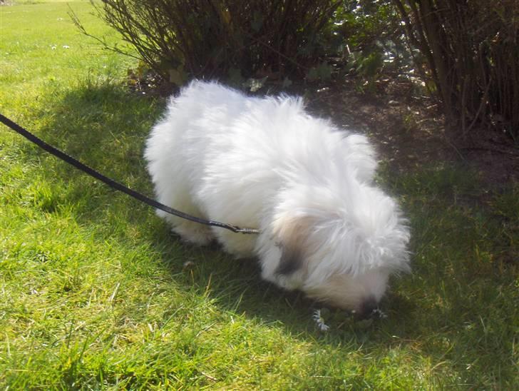 Coton de tulear chili (L) billede 3