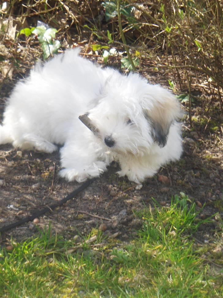 Coton de tulear chili (L) billede 4