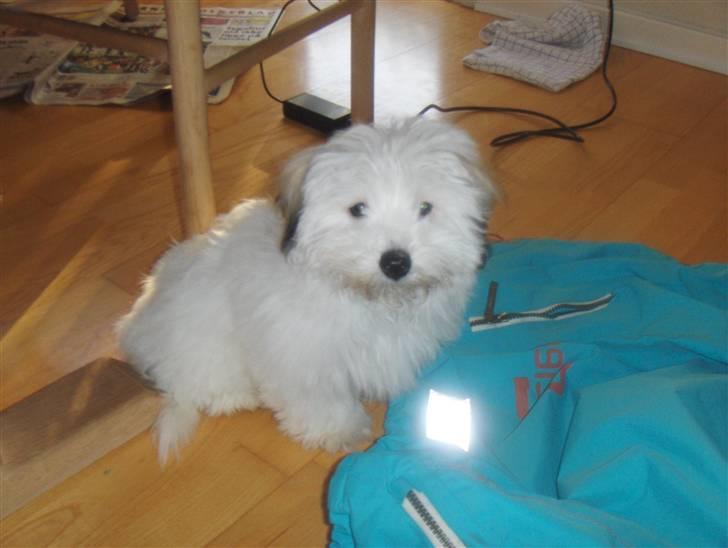 Coton de tulear chili (L) billede 5