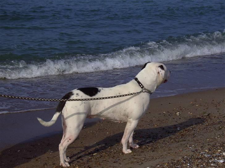 Amerikansk bulldog Sally - Der ER altså noget derovre billede 8